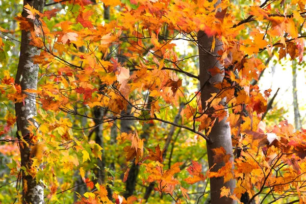 Цветовая Гамма Autumn Спряталась Зеленом Лесу — стоковое фото