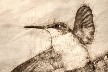 Sketch of a Close up of a Ruby Throated Hummingbird Against a Dark Background clipart