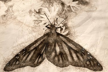 Kral kelebeğinin çizimi. Uyumlu çiçekten Nektar yudumluyor.