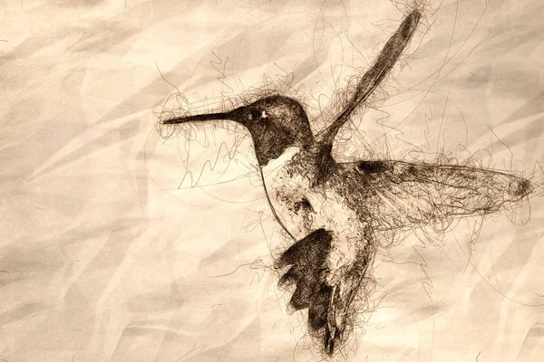 화원에서 화밀을 점박이 벌새의 — 스톡 사진