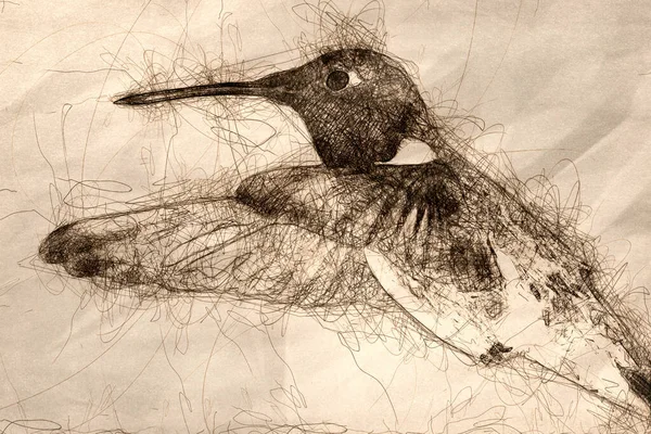 Skizze Eines Schwarzkinn Kolibris Auf Nektarsuche Blumengarten — Stockfoto
