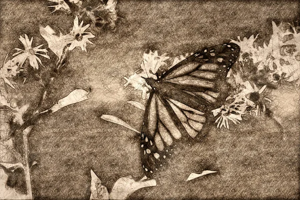 Эскиз Бабочки Монарха Потягивающей Нектар Цветка — стоковое фото