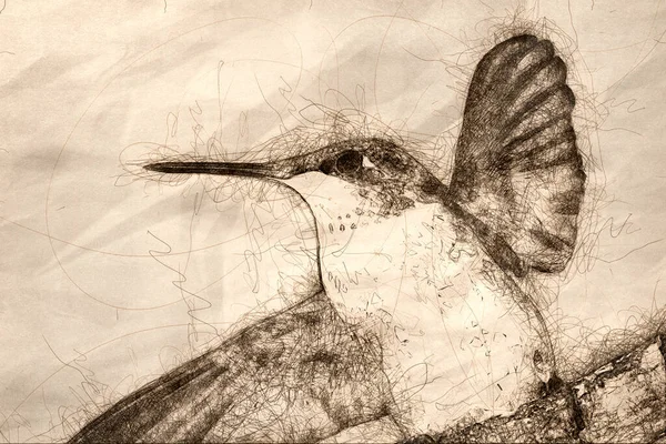 Yakut Boğazlı Sinek Kuşu Nun Karanlık Bir Arkaplana Karşı Yakın - Stok İmaj
