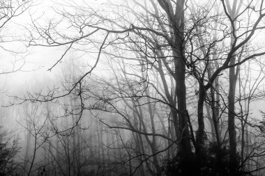 Soğuk Sisli Bir Sabahta Uğursuz Siluetli Ağaç