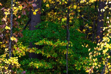 Yeşil Ormanın derinliklerinde Güz 'ün Çarpıcı Renkleri
