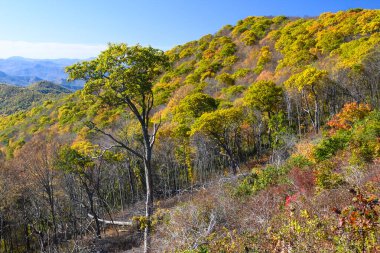 Appalachian Dağlarında sonbahar Blue Ridge Parkway boyunca görüldü.