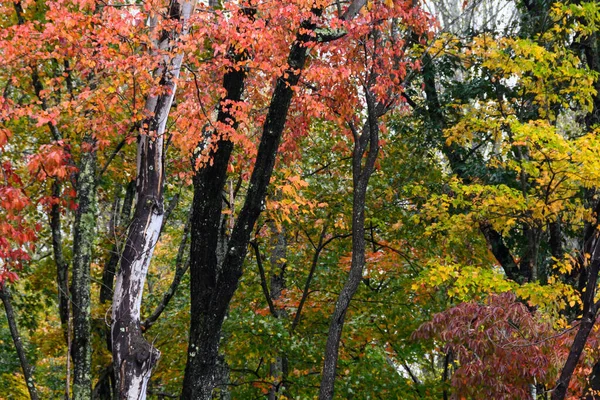 Цветовая Гамма Autumn Спряталась Зеленом Лесу — стоковое фото