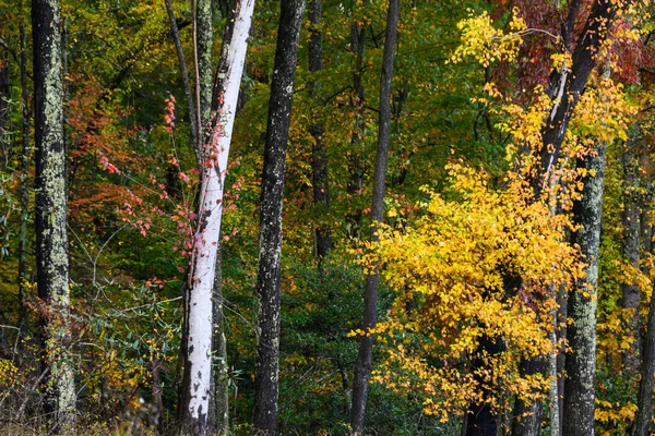 Atemberaubende Herbstfarben Tief Grünen Wald Versteckt — Stockfoto