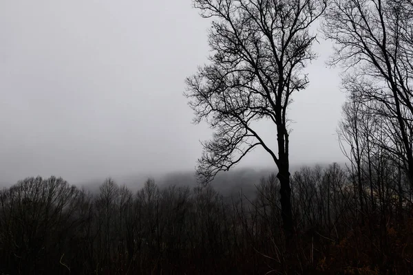 Ominous Silhouetted Tree Cold Foggy Morning — Stock fotografie