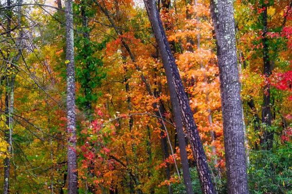 Цветовая Гамма Autumn Спряталась Зеленом Лесу — стоковое фото