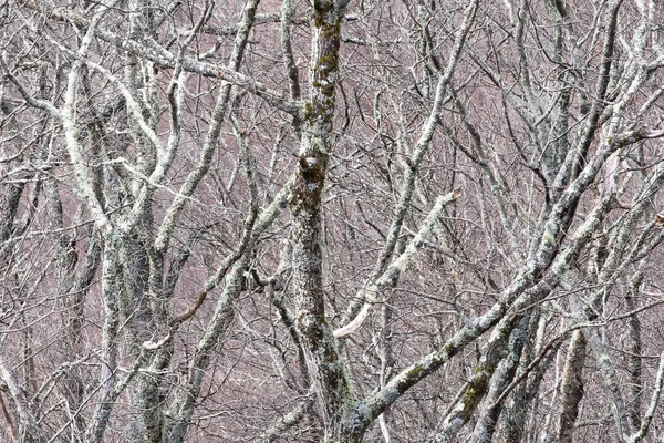 Flechten Bedeckte Wald Wie Einer Fantasiewelt Existieren — Stockfoto