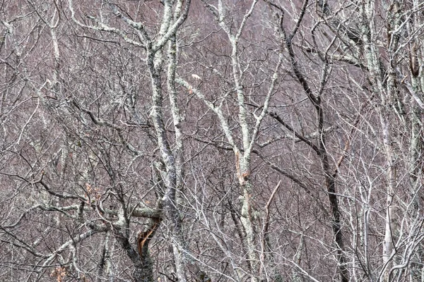 Lichen覆盖的森林仿佛存在于幻想世界 — 图库照片