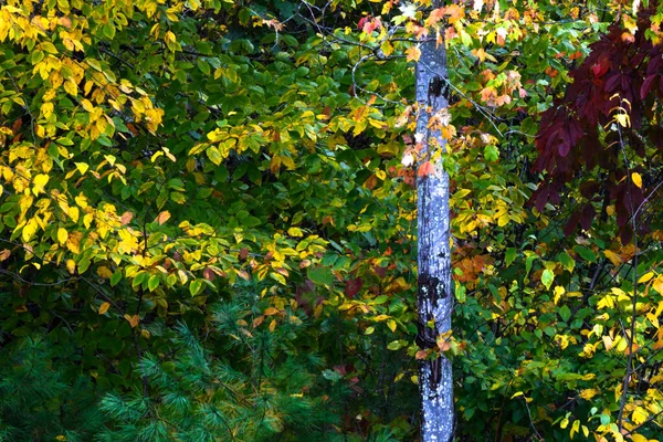 Yeşil Ormanın Derinliklerinde Güz Çarpıcı Renkleri — Stok fotoğraf