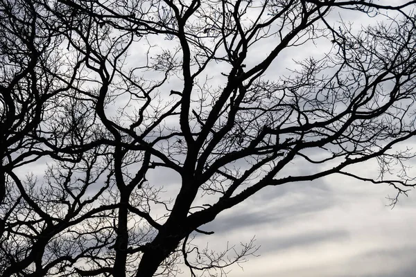 Ominous Silhouetted Tree Cold Overcast Morning — Stock fotografie