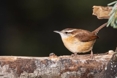 Carolina Wren Slender şubesine alarm verdi.