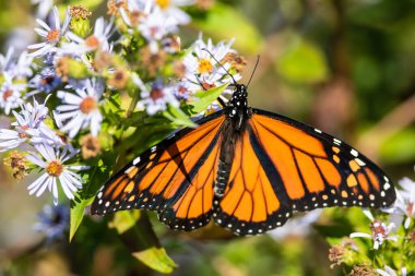 Kral kelebeği konaklayan çiçekten Nektar yudumluyor