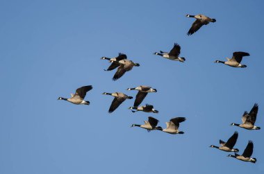 Kanada Kaz Sürüsü Mavi Gökte Uçuyor