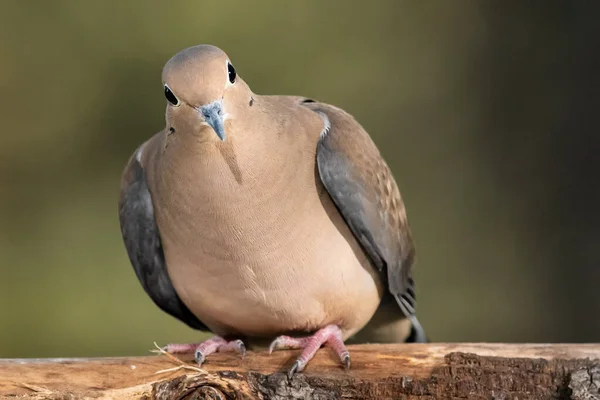 Schauen Sie Sich Eine Trauernde Taube Die Auf Einem Ast — Stockfoto