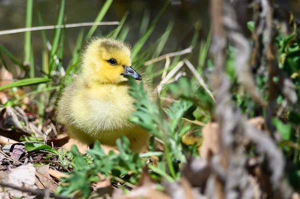 Gosling Nouveau Reposant Tranquillement Sur Herbe Verte Douce — Photo