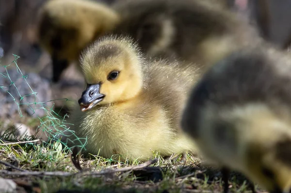 Gosling Nouveau Reposant Tranquillement Sur Herbe Verte Douce — Photo