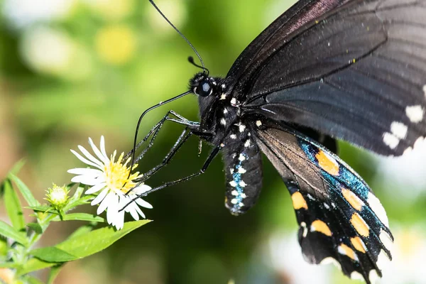 香料灌木燕尾蝶从容纳的花朵中摘取蜜糖 — 图库照片