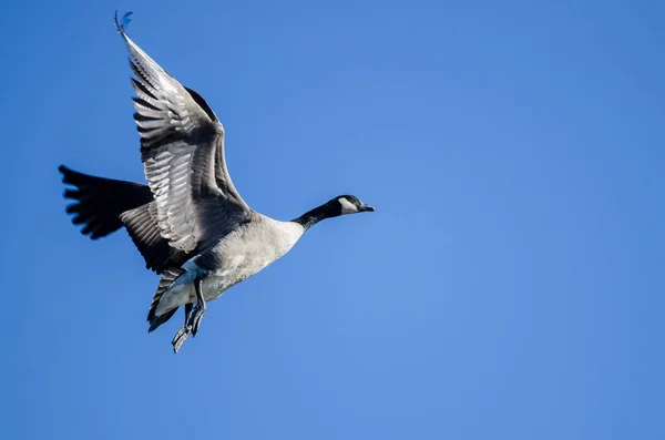 Lone Canada Goose Volant Dans Ciel Bleu — Photo