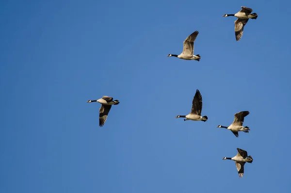 Flock Canada Gęsi Latające Błękitnym Niebie — Zdjęcie stockowe