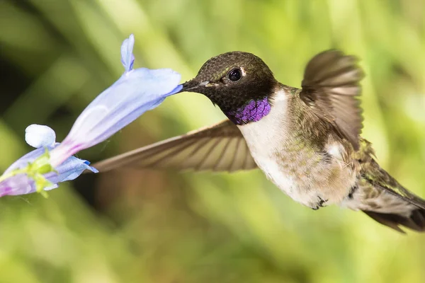 Zwart Chinese Kolibrie Zoek Naar Nectar Onder Blauwe Bloemen Stockfoto