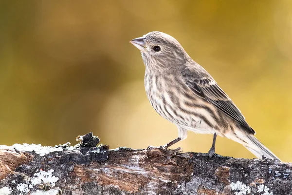 Casa Finch Encaramado Una Rama Otoño Imágenes de stock libres de derechos