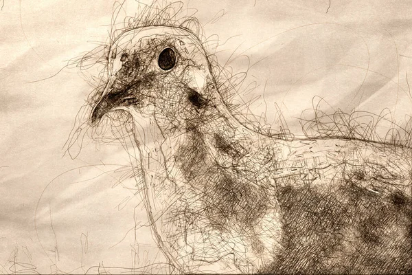 Sketch of a Profile of a Perched Mourning Dove