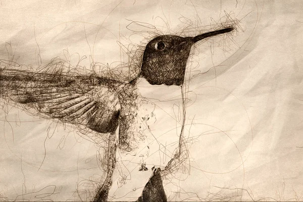Sketch Black Chinned Hummingbird Procurando Néctar Entre Flores Azuis — Fotografia de Stock