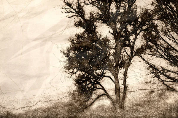 Esboço Uma Árvore Silhueta Ominosa Uma Manhã Foggy Fria — Fotografia de Stock