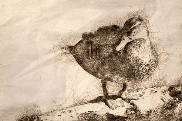 Yaşlı Yıpranmış Kütüğün Üzerinde Dinlenen Bir Mallard Ördeği Çizimi Telifsiz Stok Imajlar