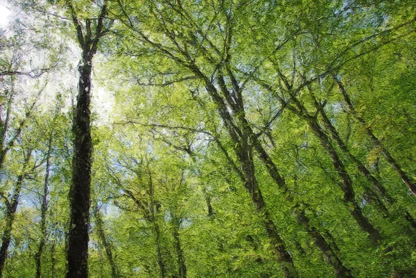 Estilo Impresionista Obra Arte Los Altos Árboles Primavera Que Alcanzan — Foto de Stock