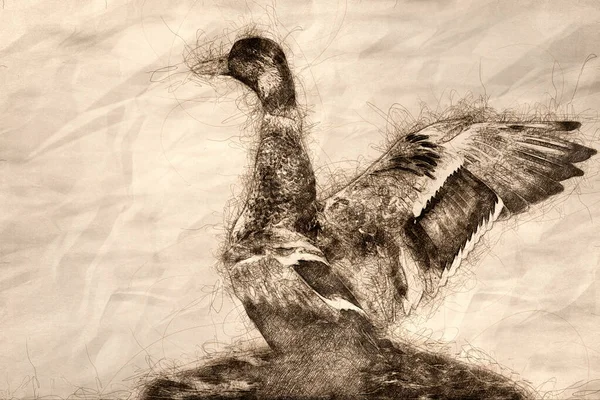 Sketch Mallard Duck Resting Cool Water Wings Outstretched — Stok Foto