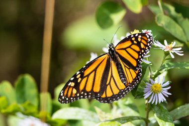 Kral kelebeği konaklayan çiçekten Nektar yudumluyor