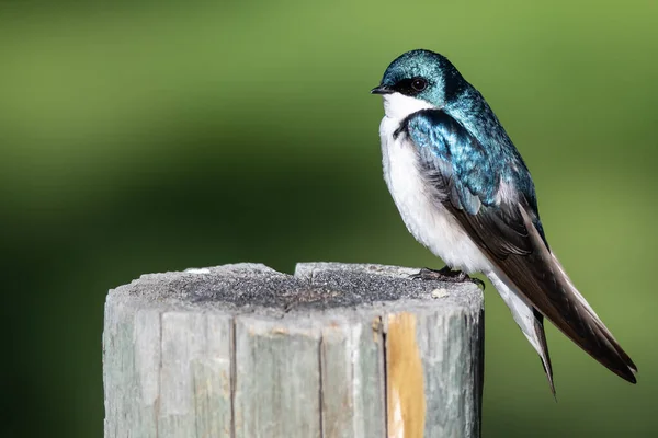 Boomzwaluw Een Oude Verweerde Houten Hekpaal — Stockfoto