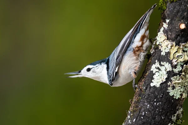 Profilo Nuthatch Dal Petto Bianco Appollaiato Ramo Albero Intemperie — Foto Stock