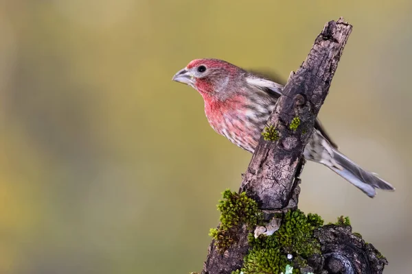 Dům Finch Usedl Podzimní Větev — Stock fotografie