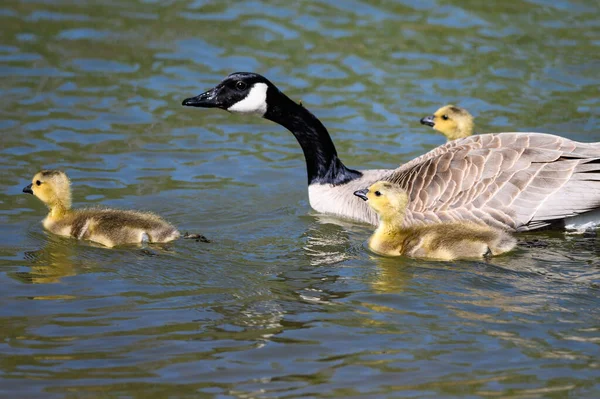 Newborn Goslings Learning Swim Watchful Eye Mother — Stock Photo, Image