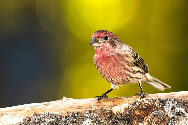 House Finch Perched Autumn Branch — Stock Photo, Image