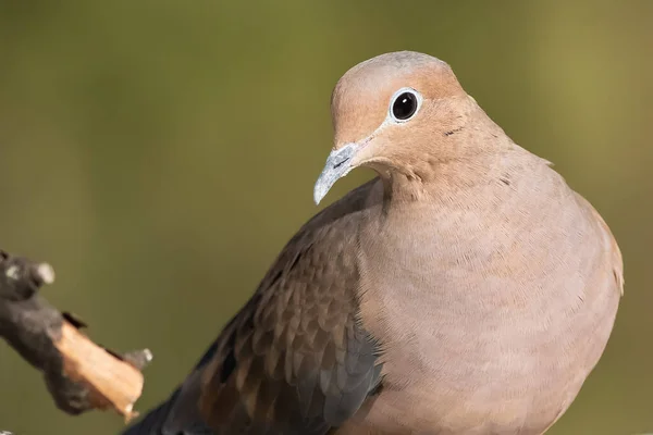 Close Look Mourning Dove While Perched Branch — Stock Photo, Image