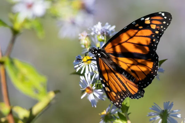 Monarch Butterfly Bebendo Néctar Flor Alojamento — Fotografia de Stock