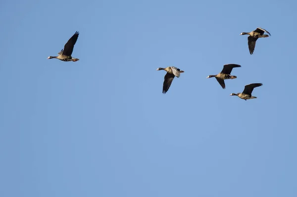 Bandada Gansos Fachada Blanca Volando Cielo Azul —  Fotos de Stock