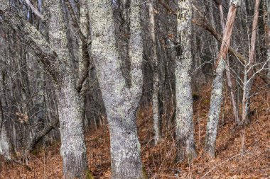 Lichen Ormanı Fantezi Dünyası 'nda Var Olmuş Gibi Kapladı