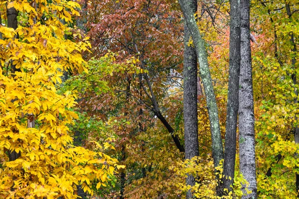 緑の森の奥にひっそりと佇む秋の紅葉 — ストック写真