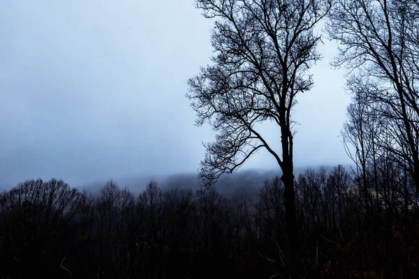 Ombres Humeur Des Arbres Silhouettés Dans Forêt Sombre Brumeuse — Photo