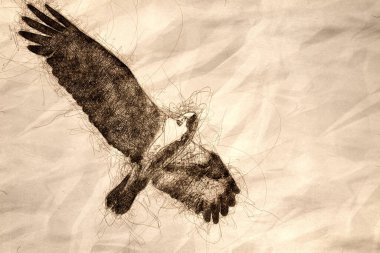 Yalnız Osprey 'nin çizimi Mavi bir gökyüzünde uçarken doğrudan göz teması kuruyor.