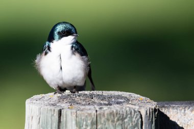 Ağaç Kırlangıcı eski bir ahşap çit direğine tünemiş.