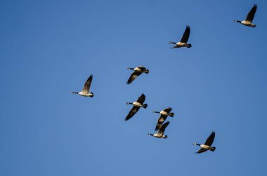 Kanada Kaz Sürüsü Mavi Gökte Uçuyor